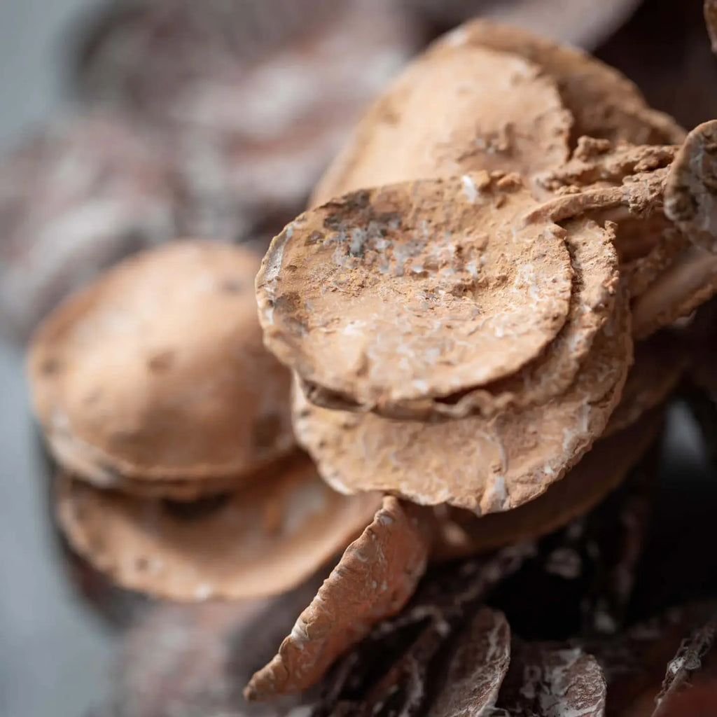 Faux-Dried Eucalyptus