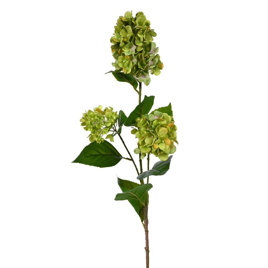 Hydrangea Stem