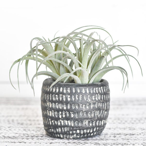 Seevy Air Plant