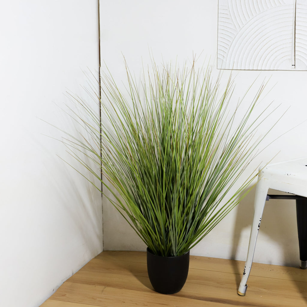 ONION GRASS IN POT