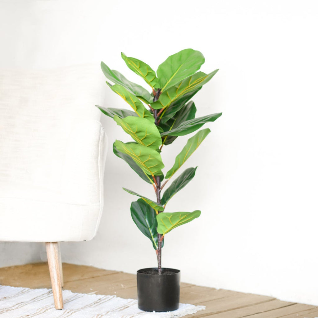 Fiddle Fig Tree