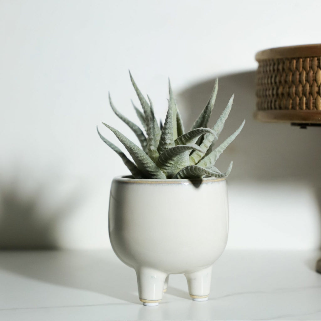 Potted Faux Agave Plant