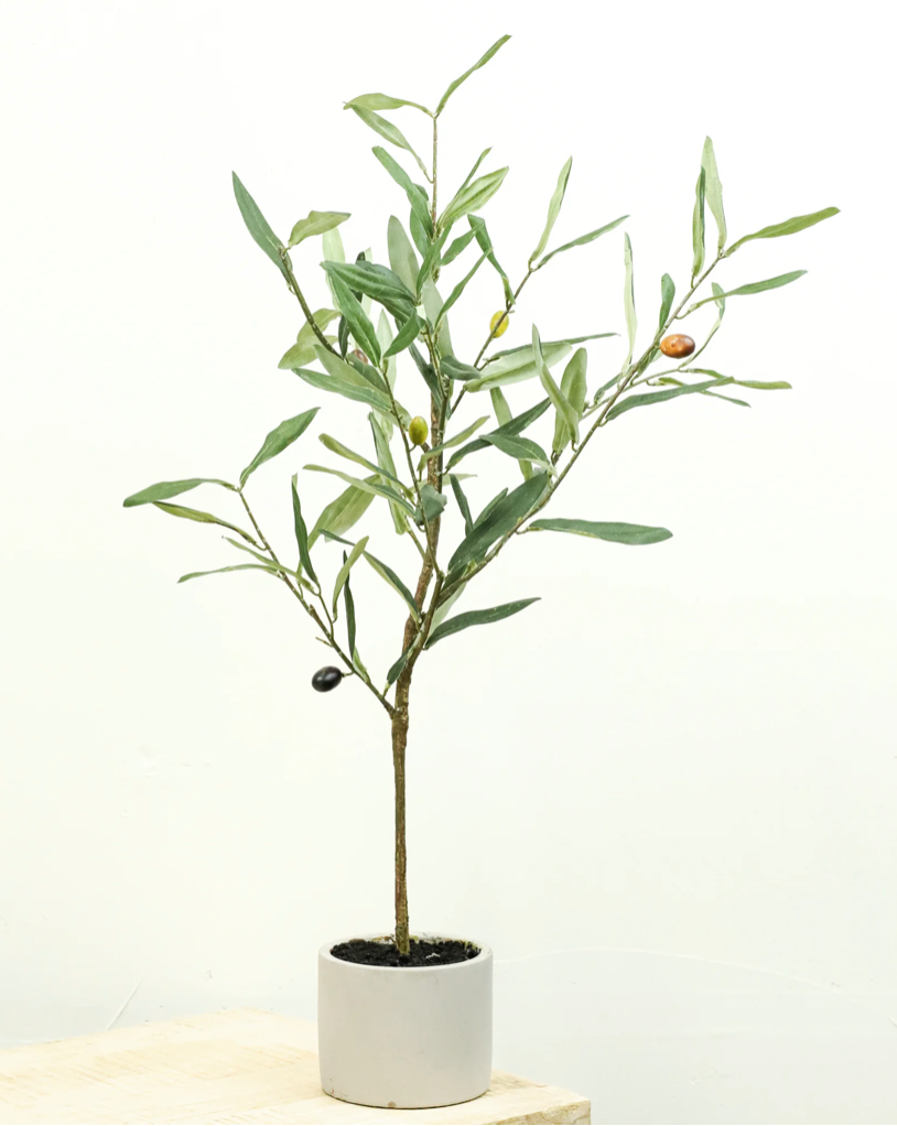 Mini Olive Tree