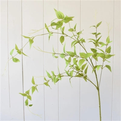 Clematis Leaf Spray