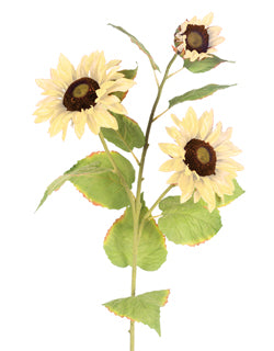 Cream Sunflower