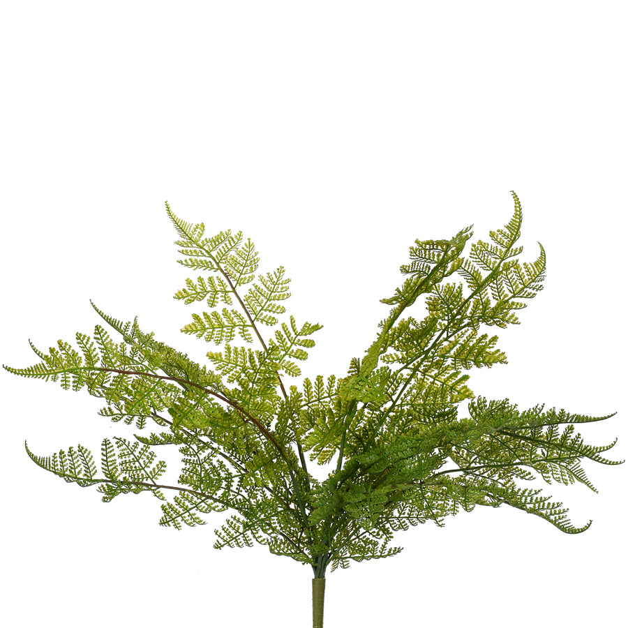 Lace Fern