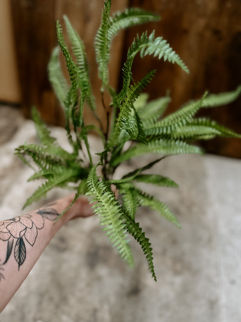 Feather Fern Plant