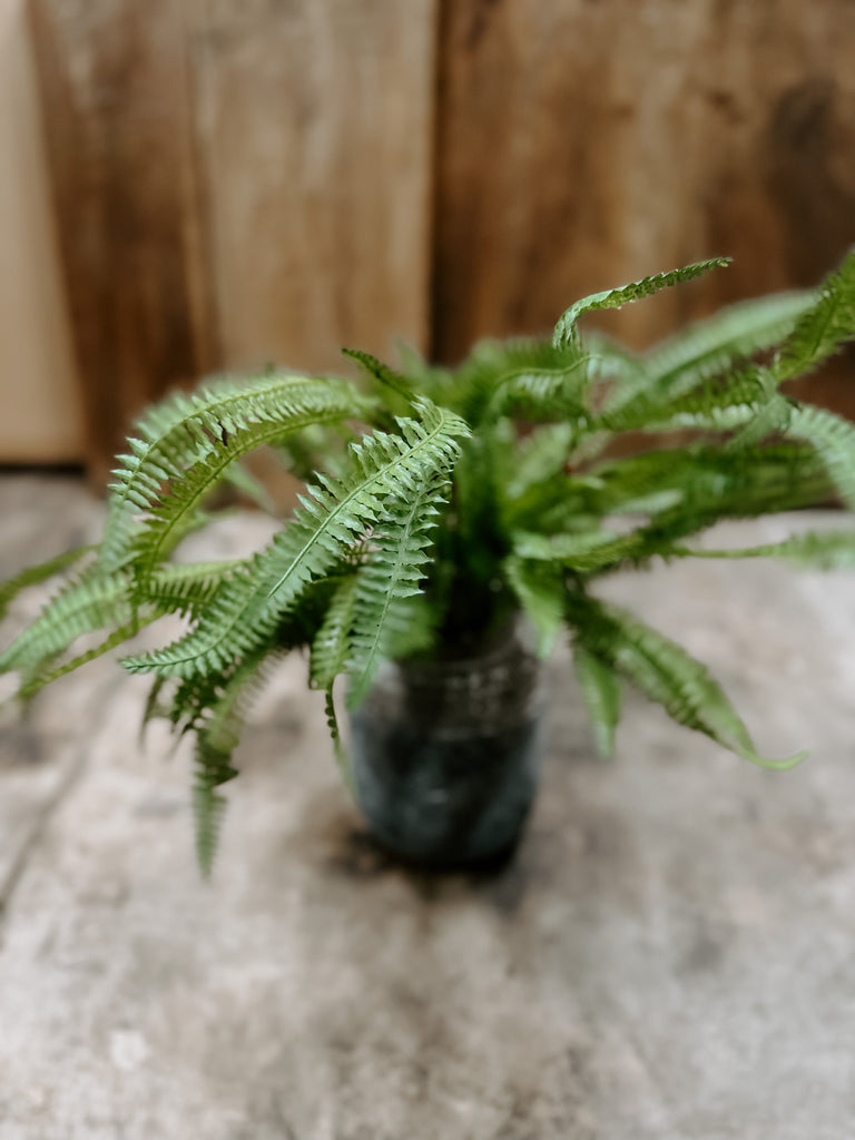 Feather Fern Plant