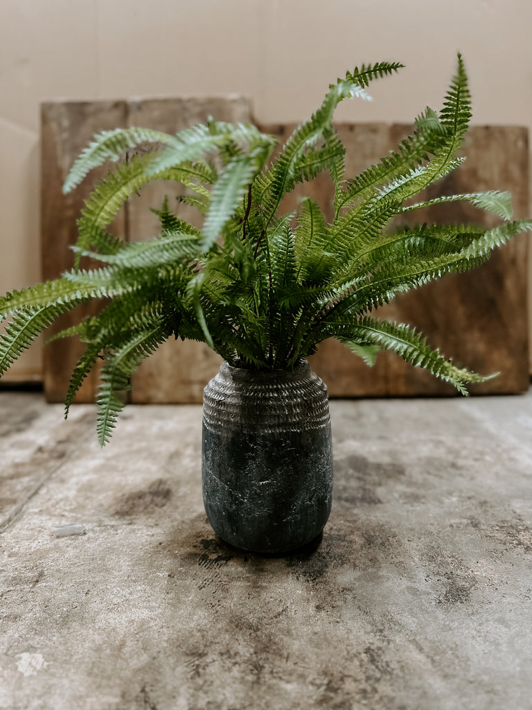 Feather Fern Plant