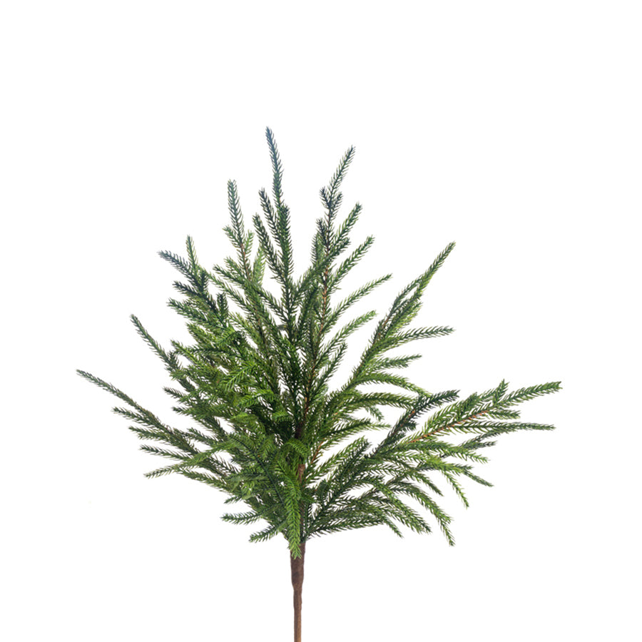 Austrian Pine