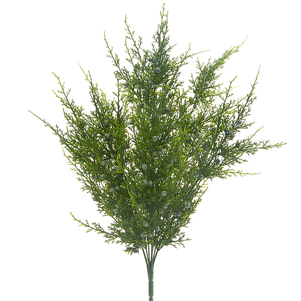 Juniper Bush