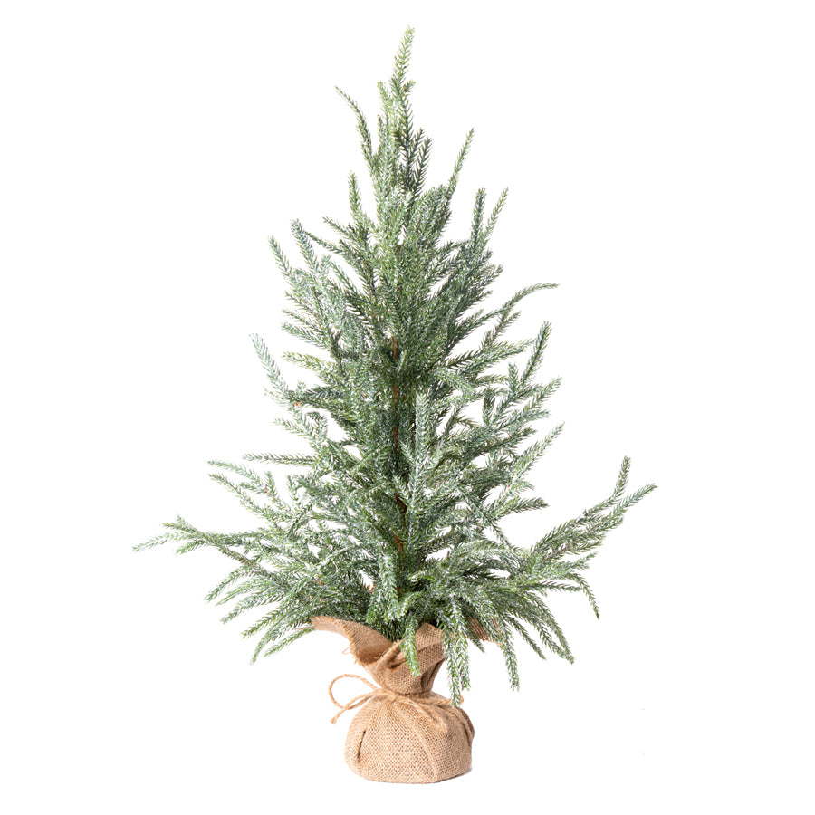 Austrian Pine Tree