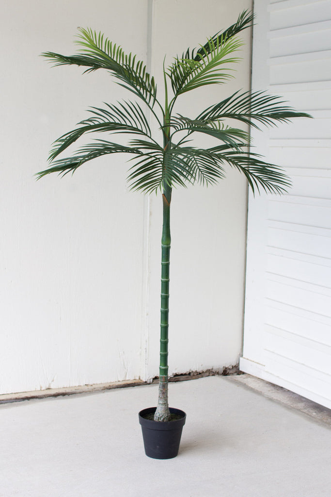 7' Palm Tree (In Store Pickup)