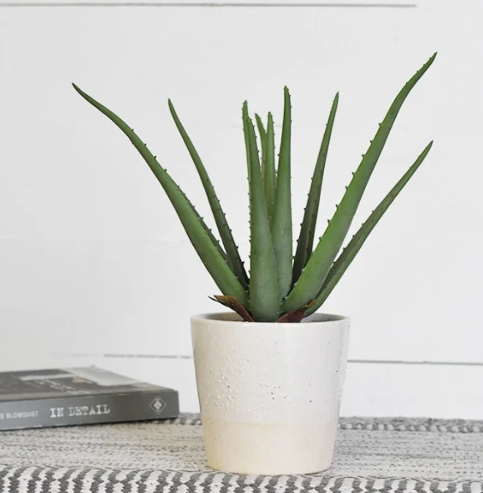 tall aloe vera plant TALL ALOE PLANT IN POT – Rustic Lantern & Co