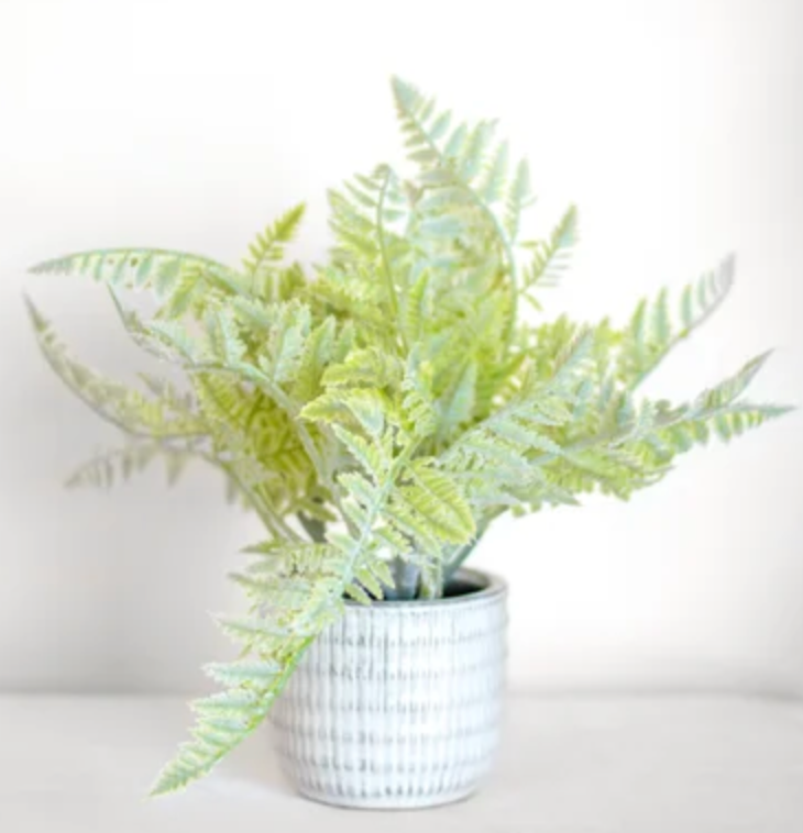 Leafy Potted Plant