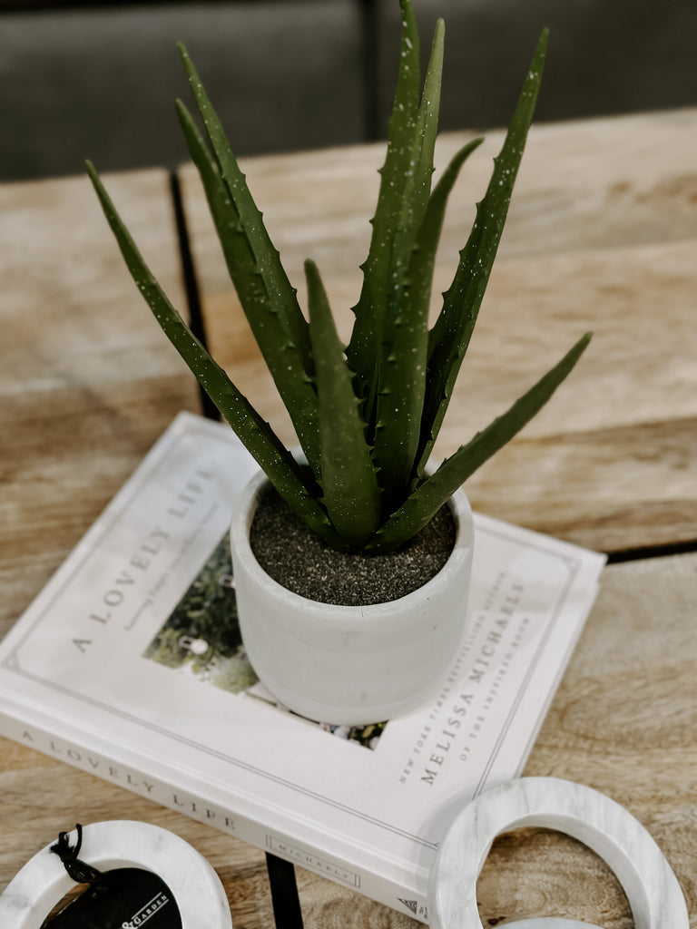 Potted Aloe